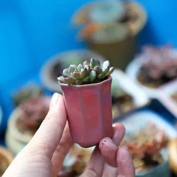 1db durva kerámia félmáz mini húsos virágcserép mini pot zseb zöld növény lakberendezés hüvelykujj virágcserép lyukkal