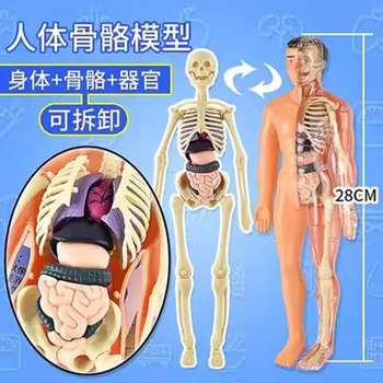 Levehető összeszerelés emberi modell struktúra csontváz szervek 3d csontváz belső orvosi anatómia korai oktatás gyermekjátékok