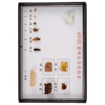 Méhminta biológiai kísérleti példányok általános és középiskolák számára Faipari